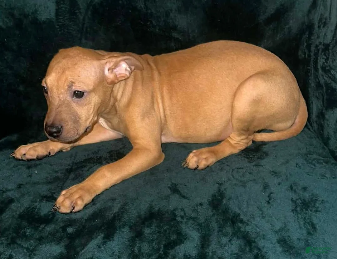 American Staffordshire Terrier dogs for sale: American Staffordshire Terrier Puppy 5 - Ad 1