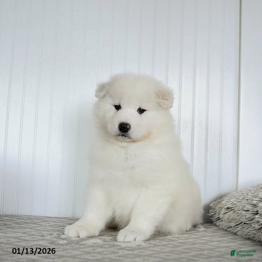 Samoyed dogs Precious - Ad 3