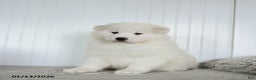 Samoyed dogs for sale: Precious - Ad 1