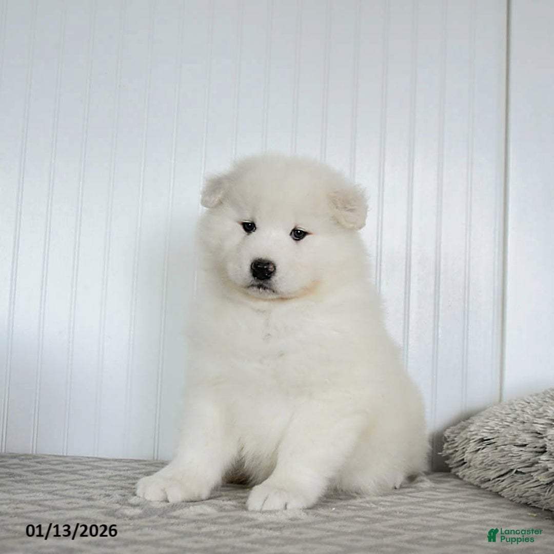Samoyed dogs for sale: Precious - Ad 1