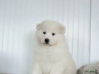 Samoyed dogs Precious - Ad 2