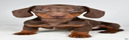 Dachshund dogs for sale: Callie - Ad 10