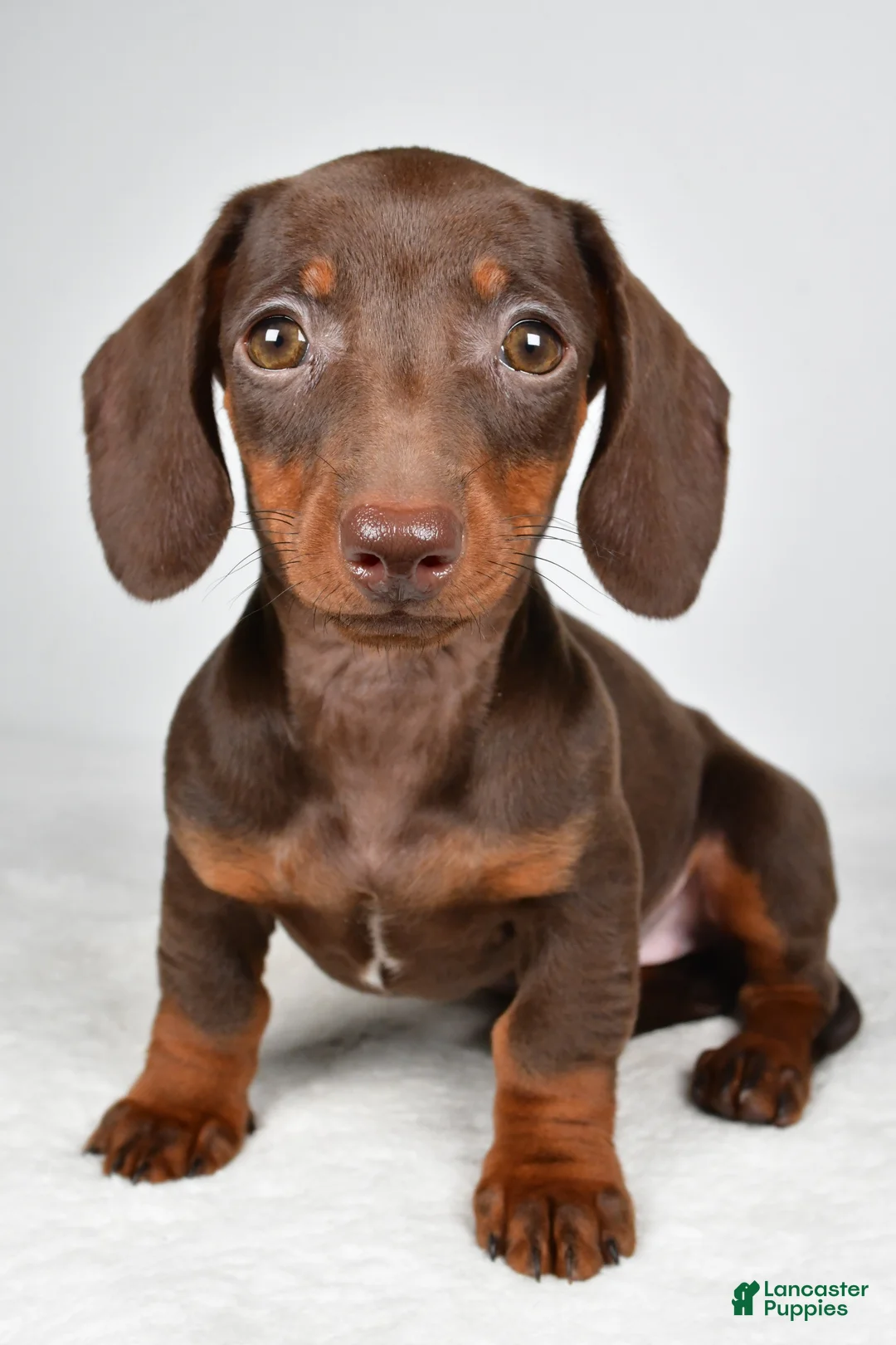 Dachshund dogs for sale: Callie - Ad 10
