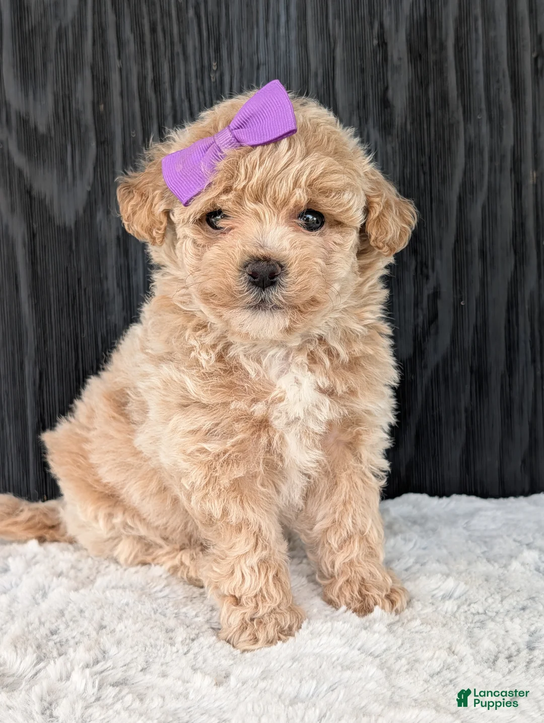 Bichpoo dogs for sale: Poppy - Ad 2