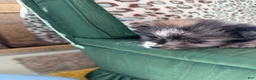 Pomeranian dogs for sale: Pomeranian Puppy 1 - Ad 3