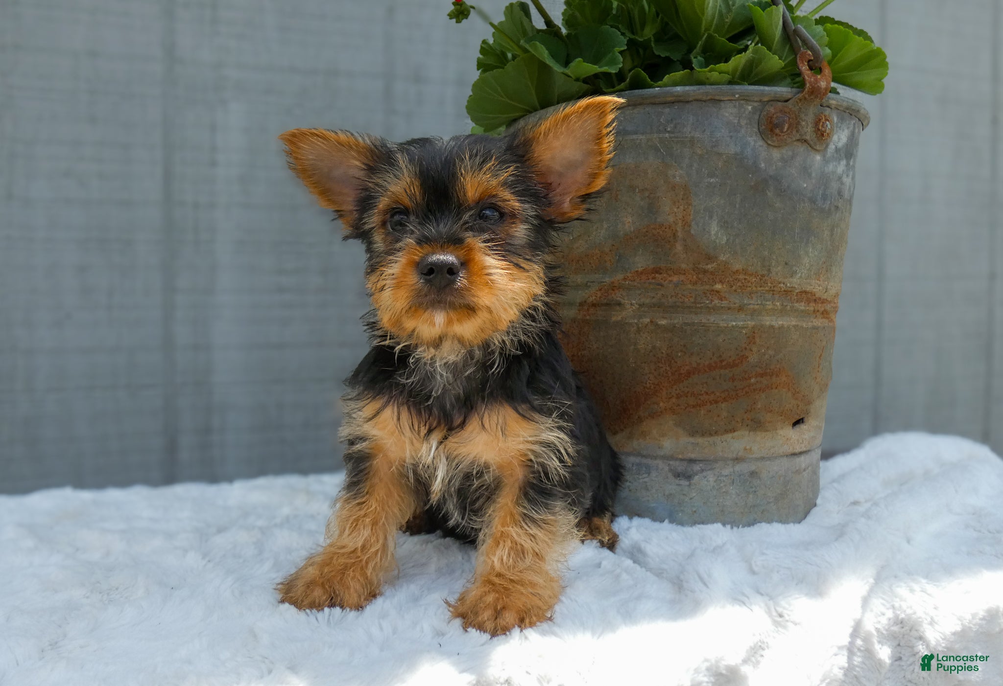 Yorkshire Terrier dogs Denver - Ad 1