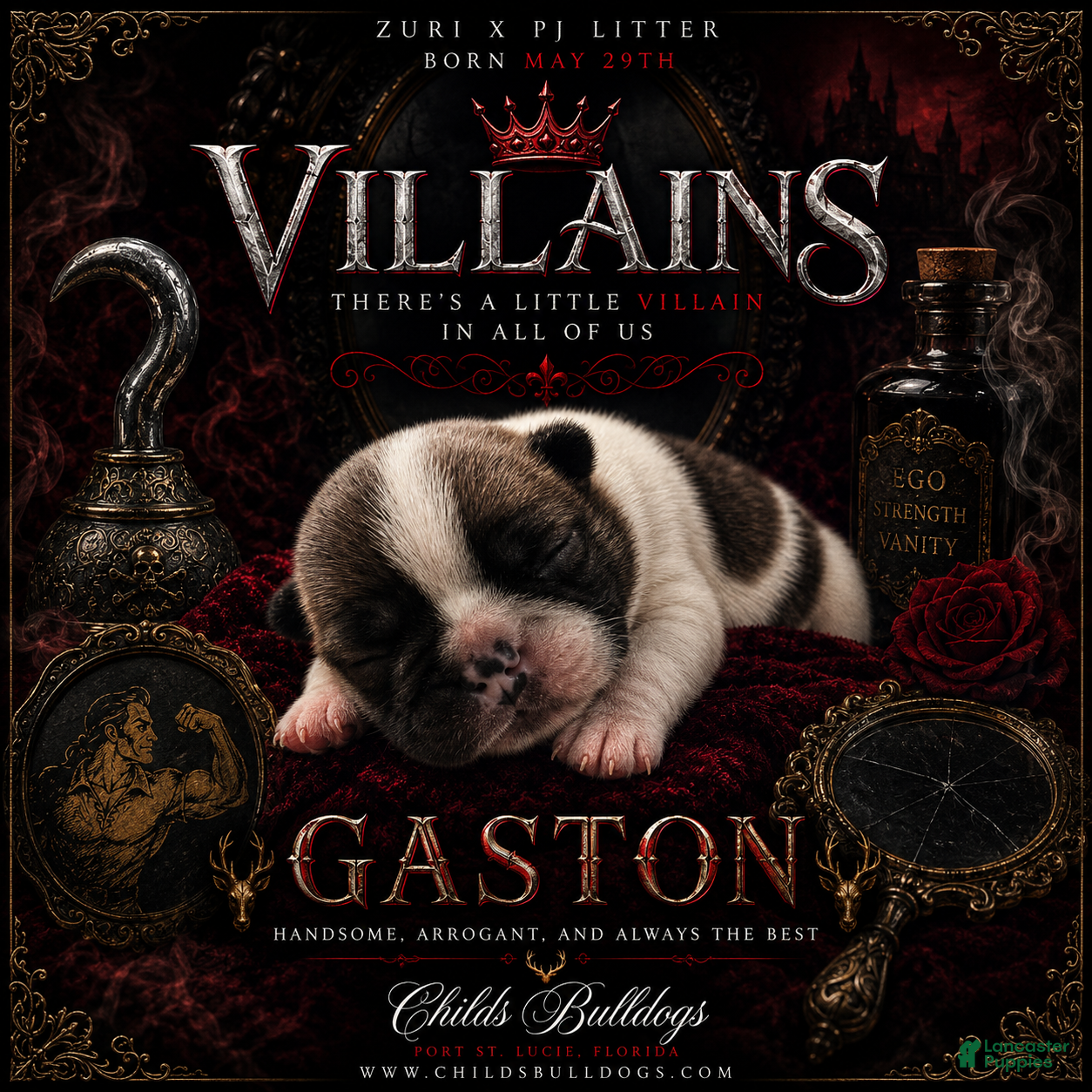 French Bulldog dogs Gaston  - Ad 16