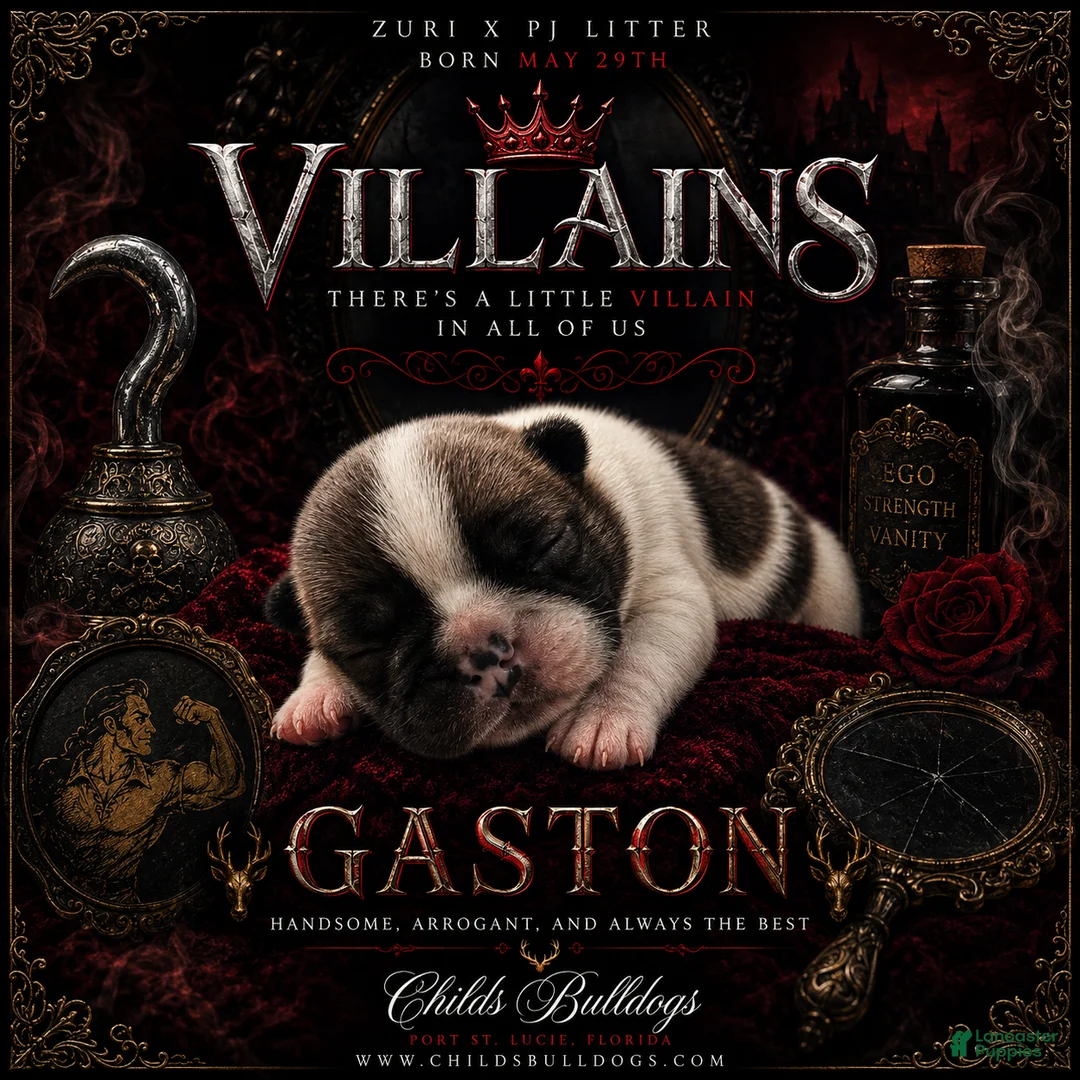 French Bulldog dogs for sale: Gaston  - Ad 1