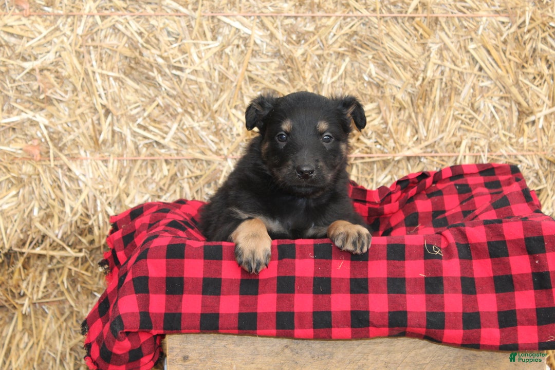 English Shepherd dogs for sale: Tony - Ad 5