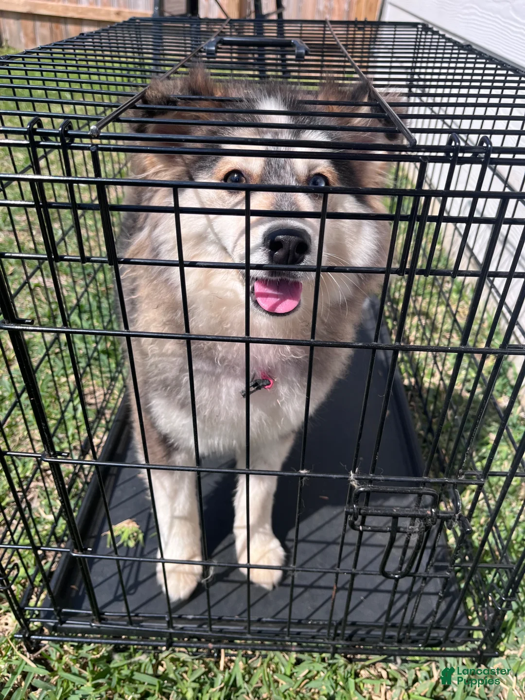 Mixed Breed dogs for sale: Mixed Breed Puppy 2 - Ad 2