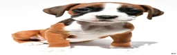 Boxer dogs for sale: Stella - Ad 7
