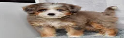 Mini Bernedoodle dogs for sale: Bridget - Ad 3