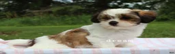 Mixed Breed dogs for sale: Gemma - Ad 4