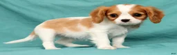 Cavalier King Charles Spaniel dogs for sale: Natasha - Ad 3