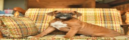 Boxer dogs for sale: Basil - Ad 2