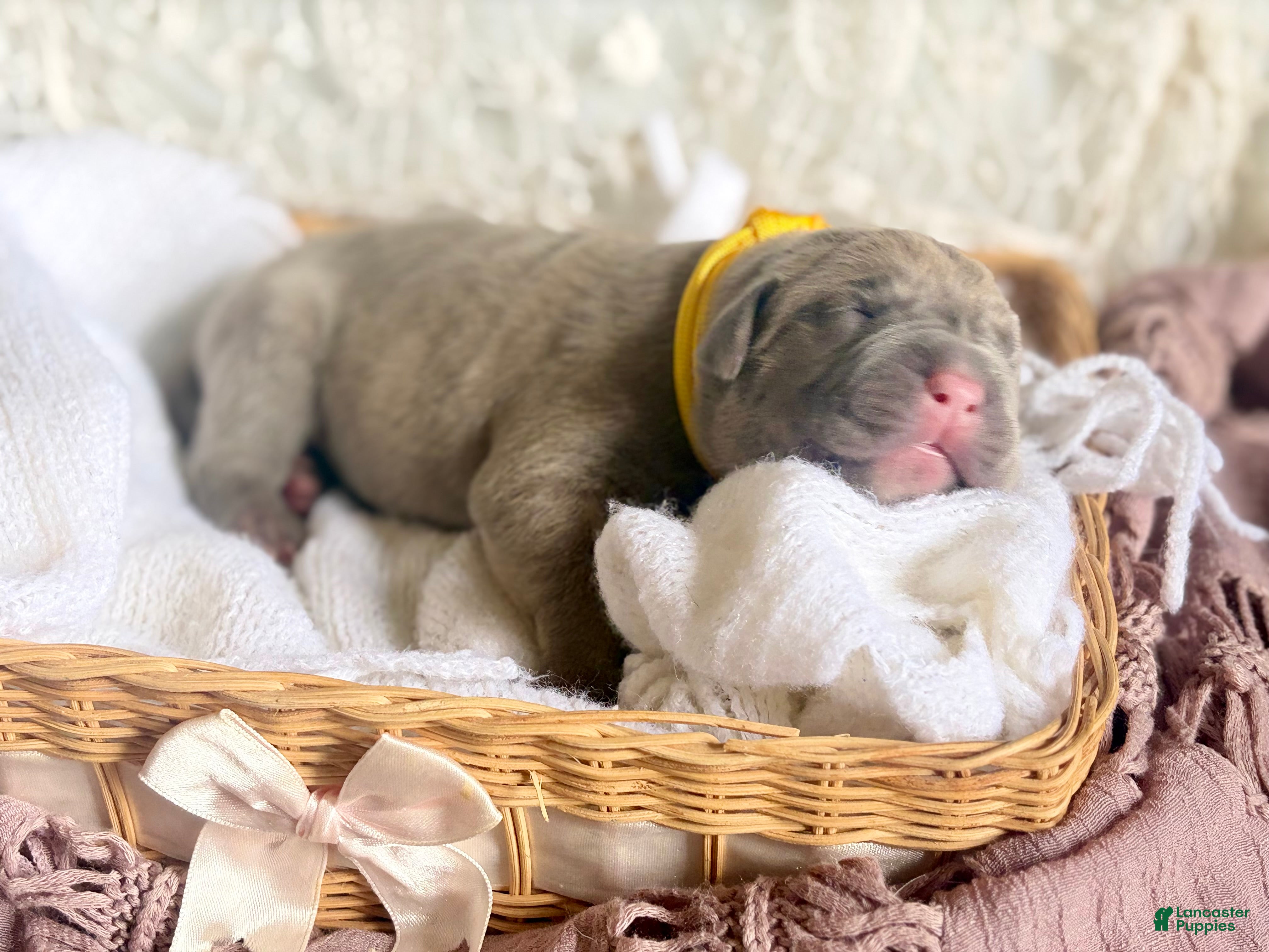 Cane Corso dogs Cane Corso Puppy 8 - Ad 14