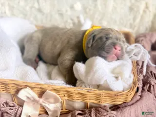 Cane Corso dogs Cane Corso Puppy 8 - Ad 14