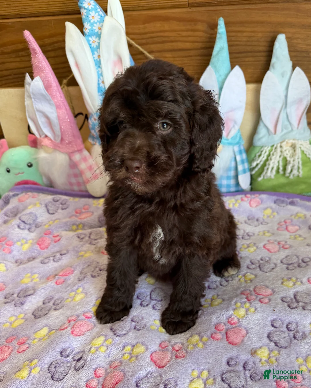 Mini Goldendoodle dogs for sale: Eva - Ad 2
