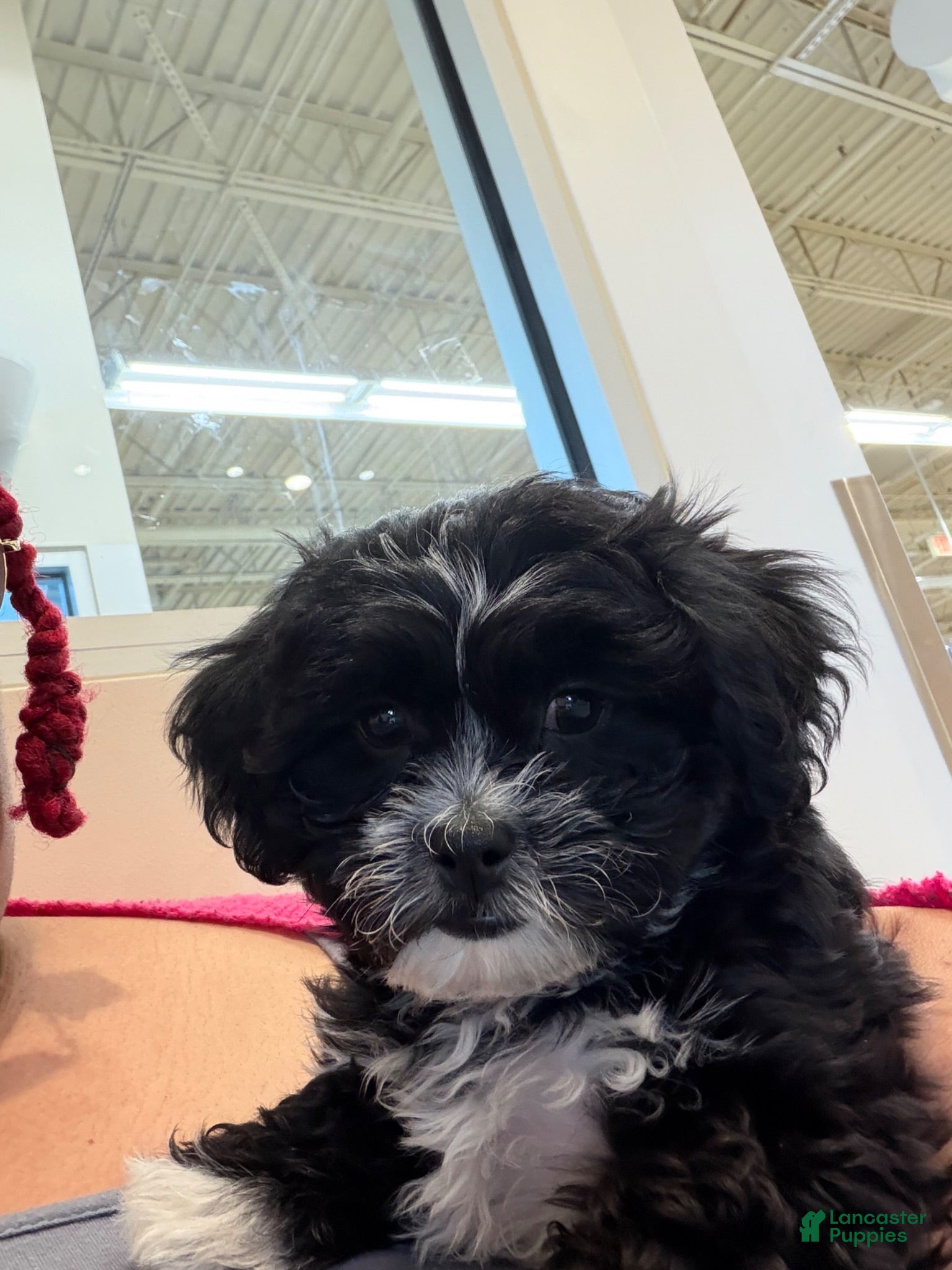 Teddy Bear dogs Oreo - Ad 15