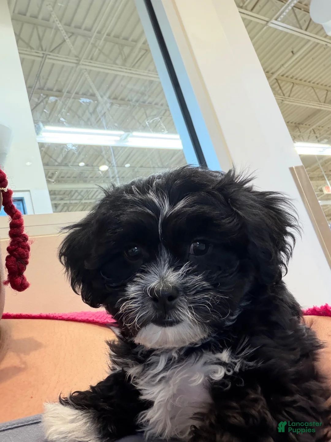 Teddy Bear dogs for sale: Oreo - Ad 1