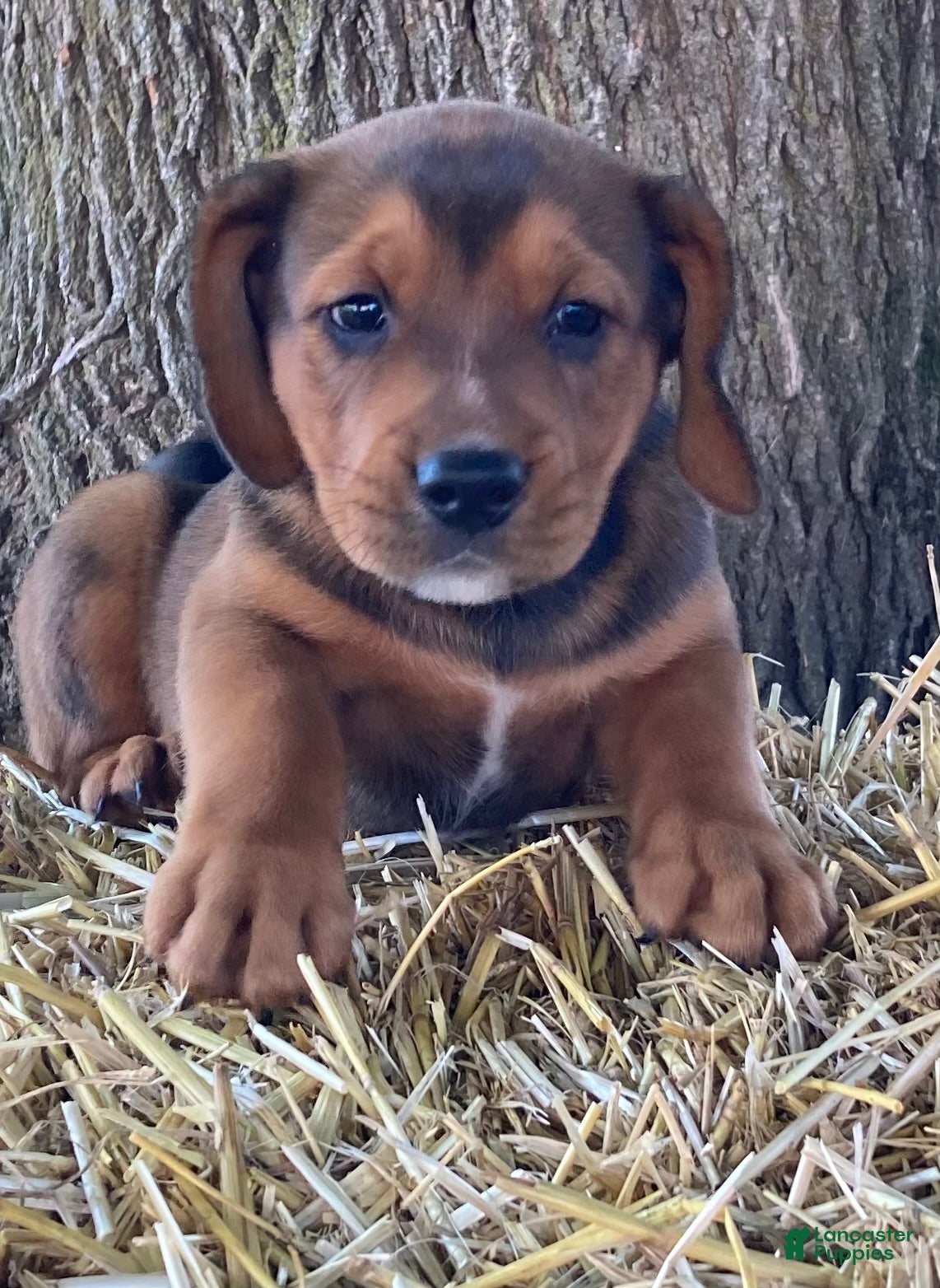 Mixed Breed dogs Tuck - Ad 10