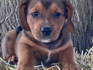 Mixed Breed dogs Tuck - Ad 34