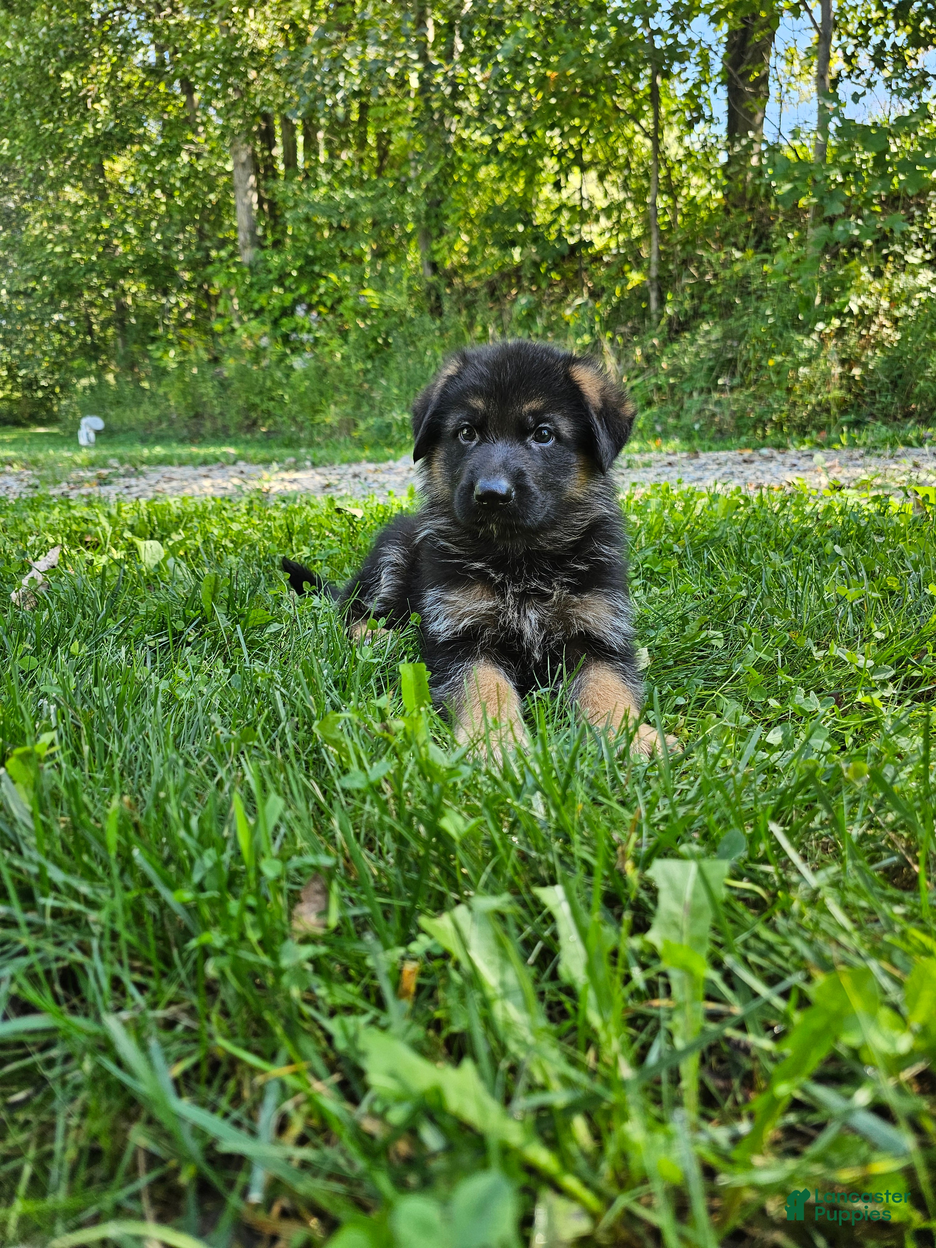 German Shepherd dogs Cooper  - Ad 2