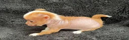 Mixed Breed dogs for sale: Little Henry  - Ad 13