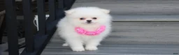 Pomeranian dogs for sale: Reese - Ad 5