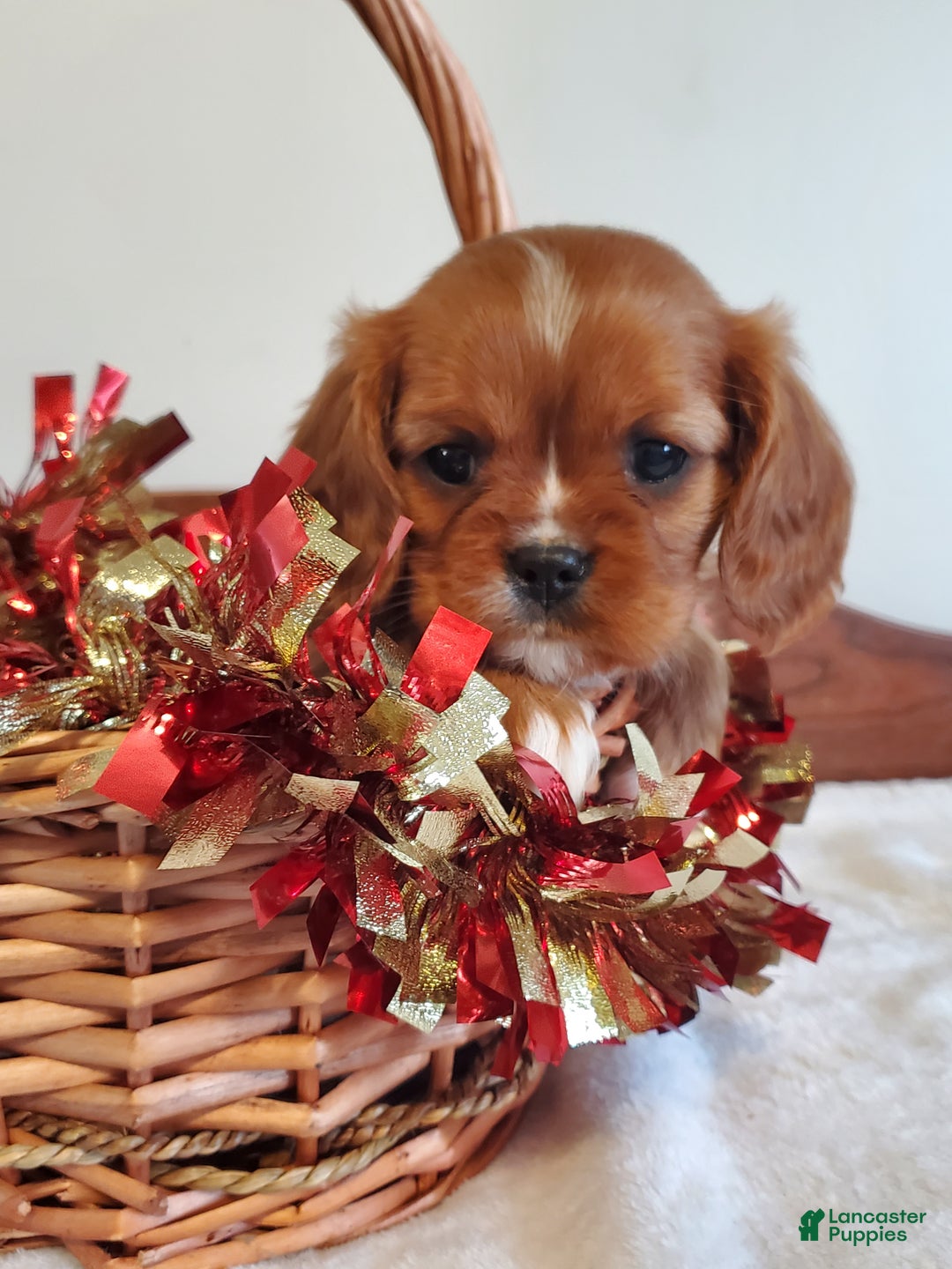 Cavalier King Charles Spaniel dogs for sale: GINGER - Ad 3