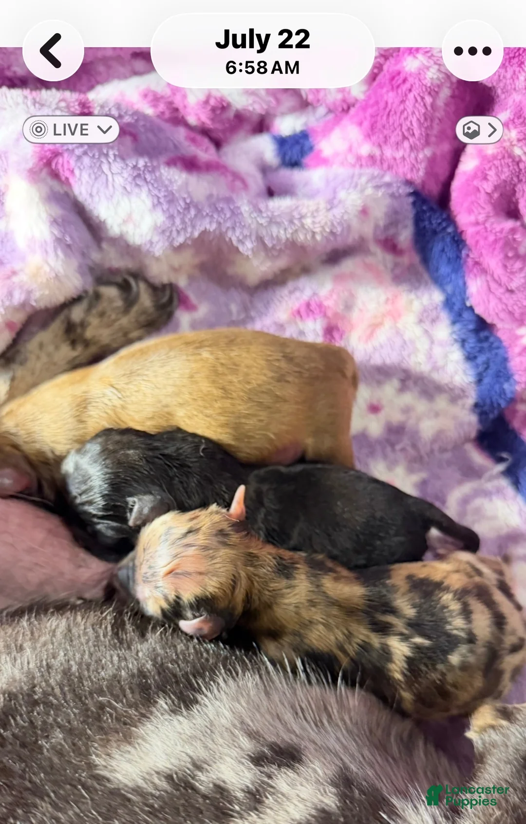 Chihuahua dogs for sale: Chihuahua 3 - Ad 14