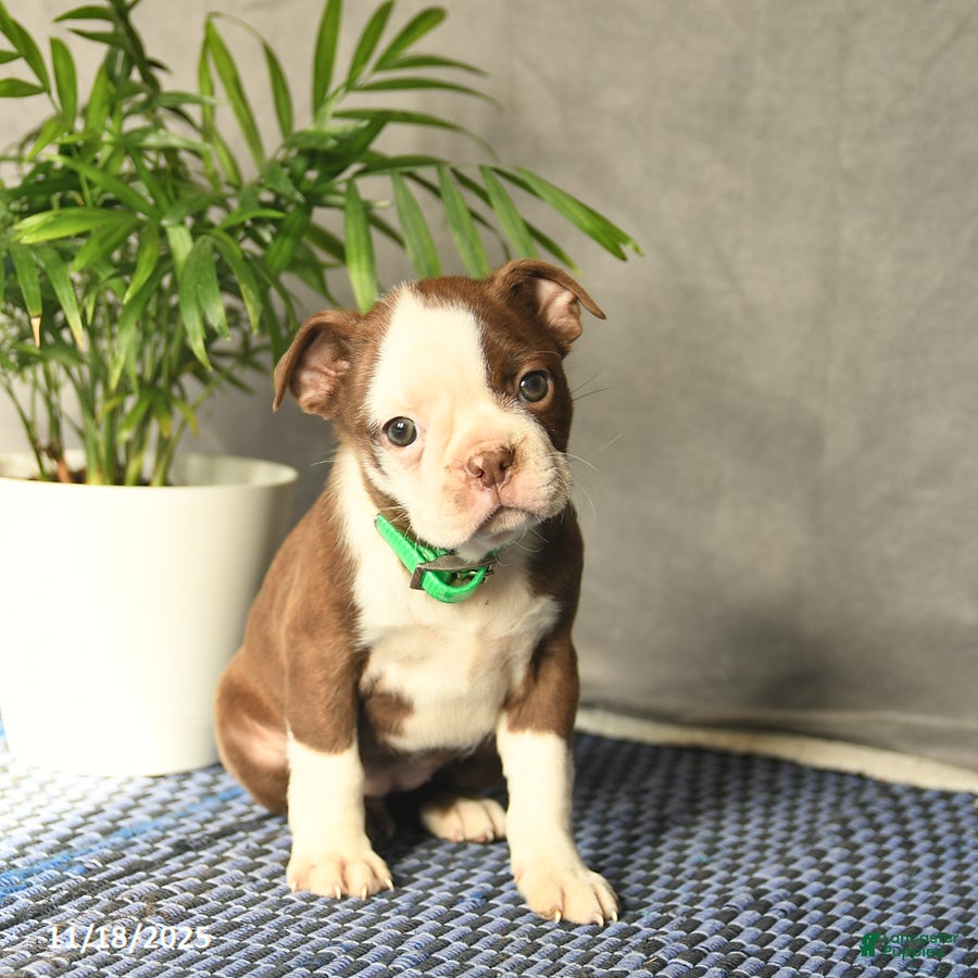 Boston Terrier dogs Crystal  - Ad 5