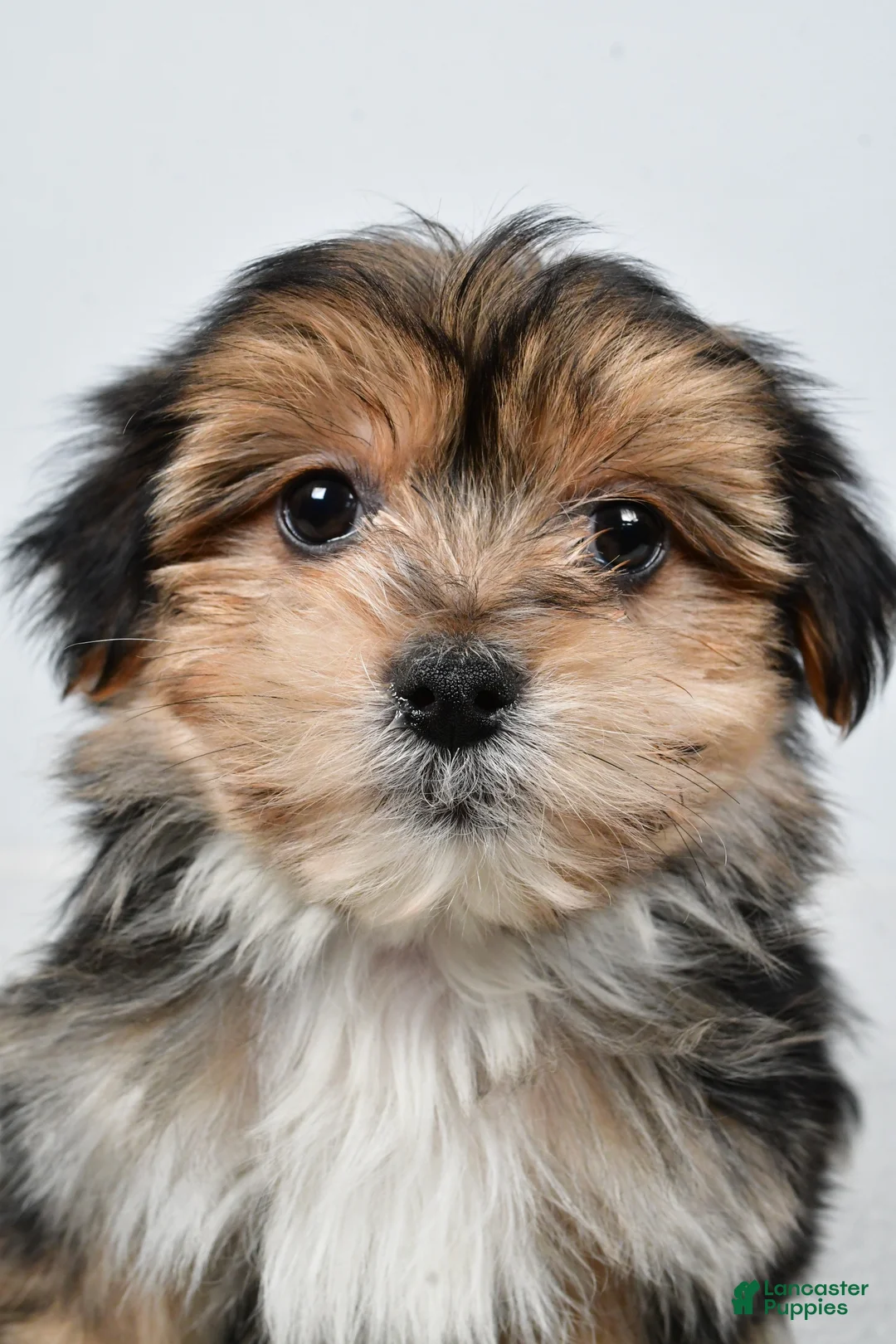 Morkie dogs for sale: Ronnie - Ad 8