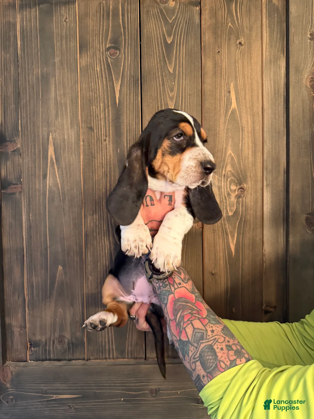 Basset Hound dogs for sale: Patsy - Ad 2