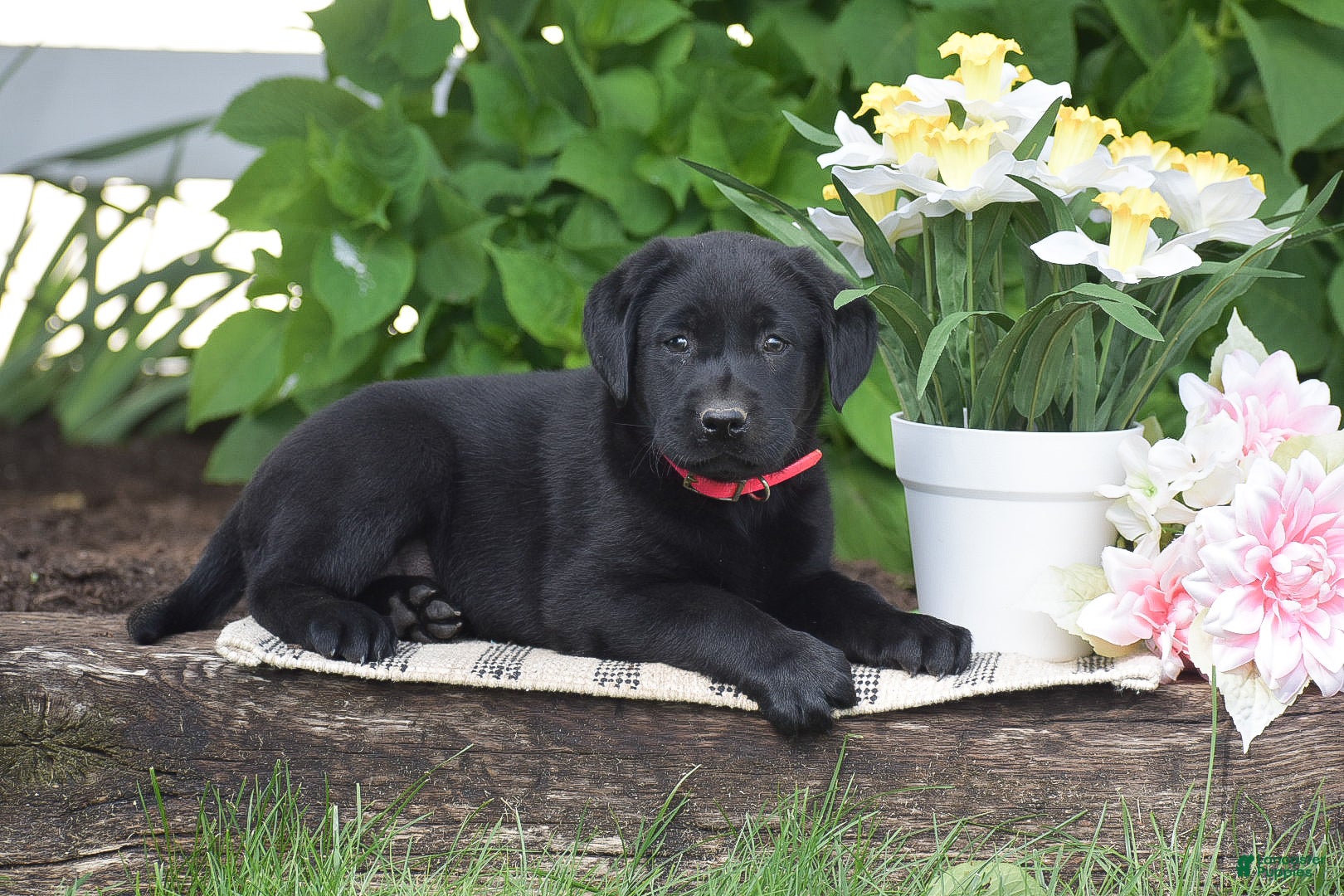 Labrador Retriever dogs for sale: Melissa - Ad 2