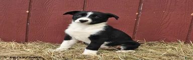 Meg