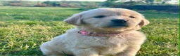 Golden Retriever dogs for sale: Meadow - Ad 4