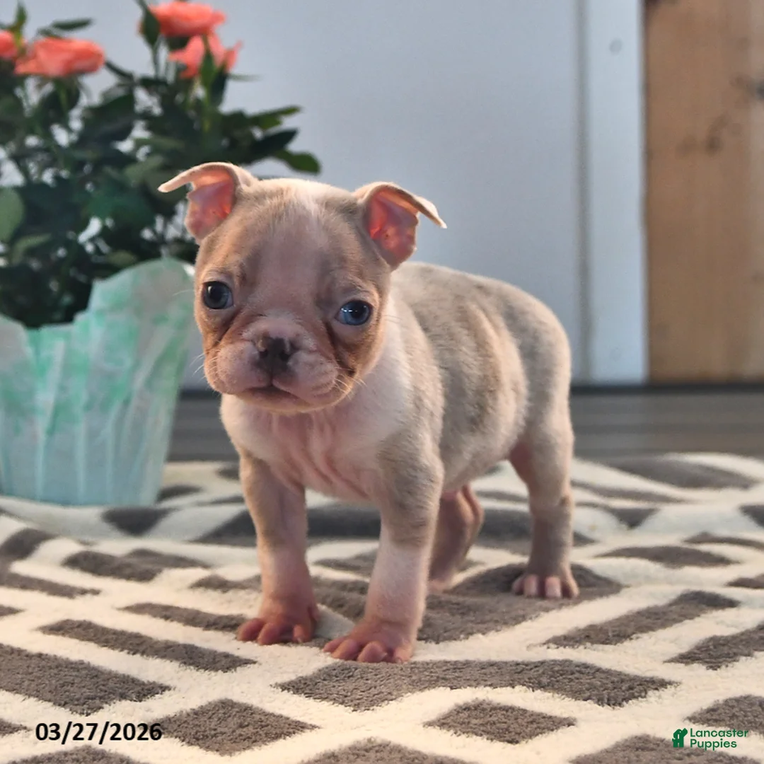 Boston Terrier dogs for sale: Lemon - Ad 2