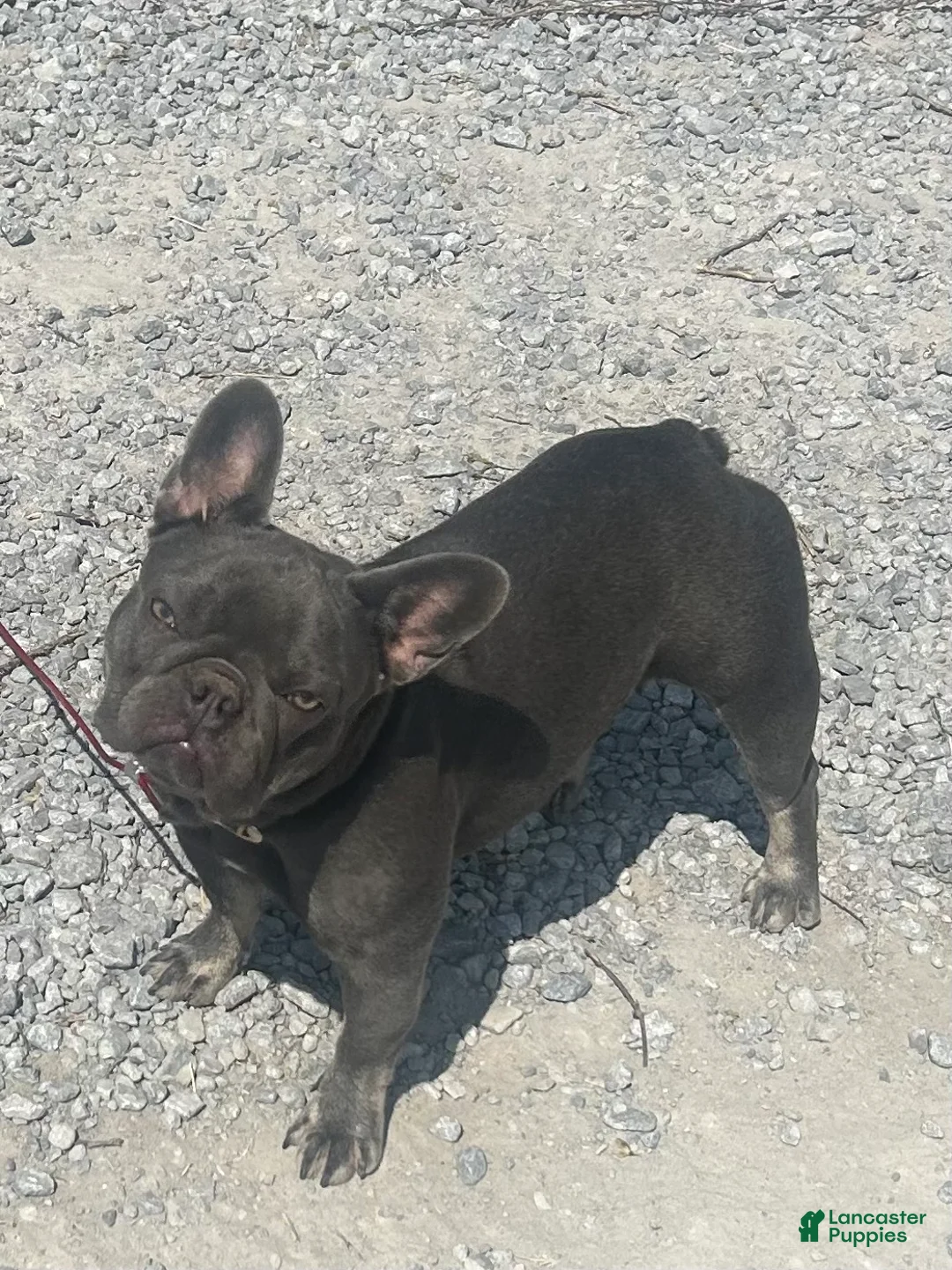 French Bulldog dogs for sale: French Bulldog Puppy 4 - Ad 1