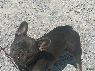 French Bulldog dogs French Bulldog Puppy 4 - Ad 11