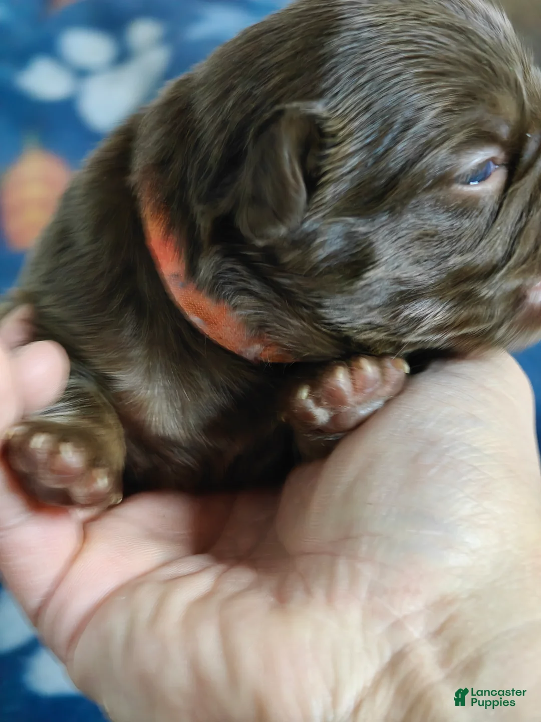 French Bulldog dogs for sale: Female#5 - Ad 2