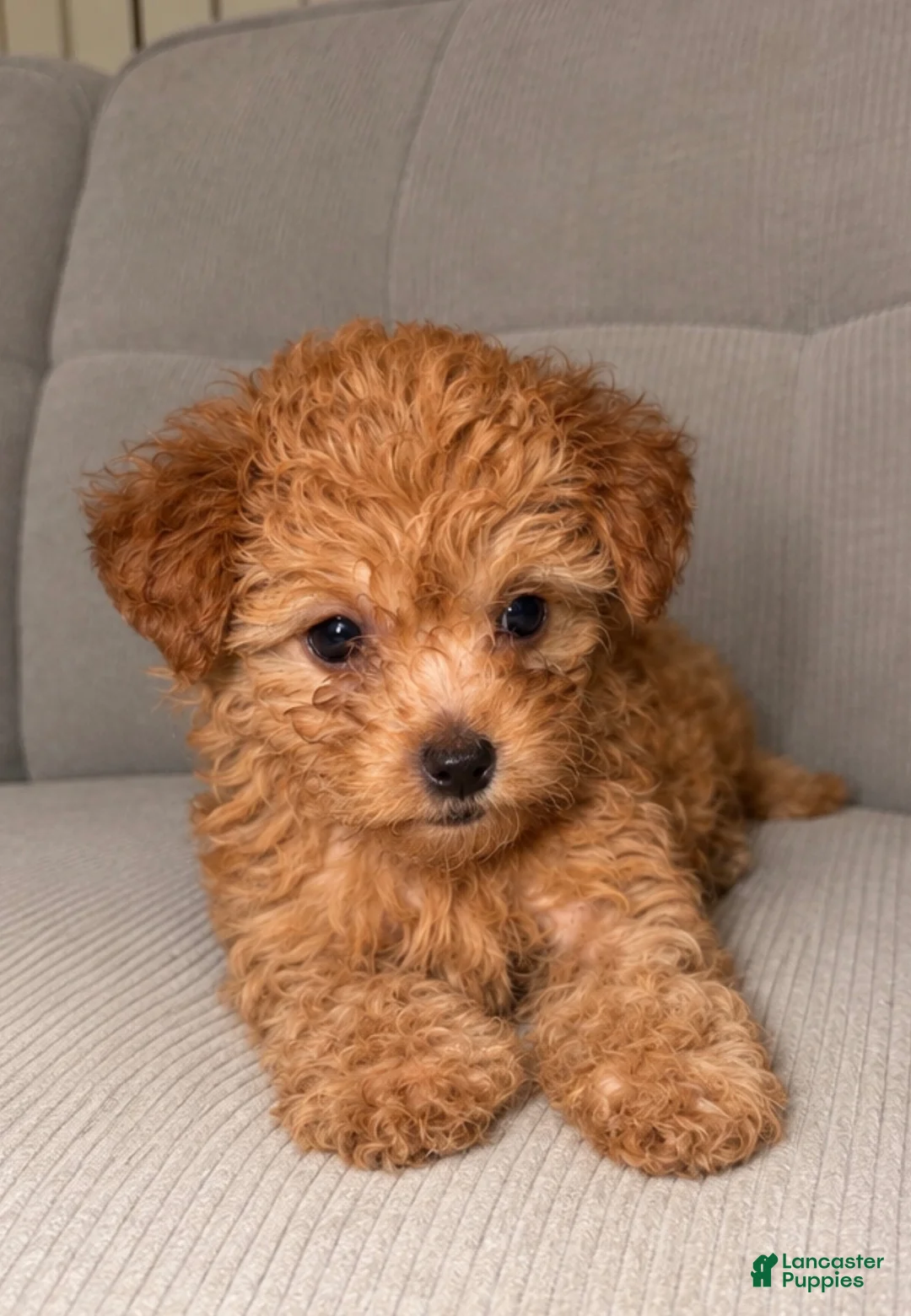 Yorkiepoo dogs for sale: Astro - Ad 1