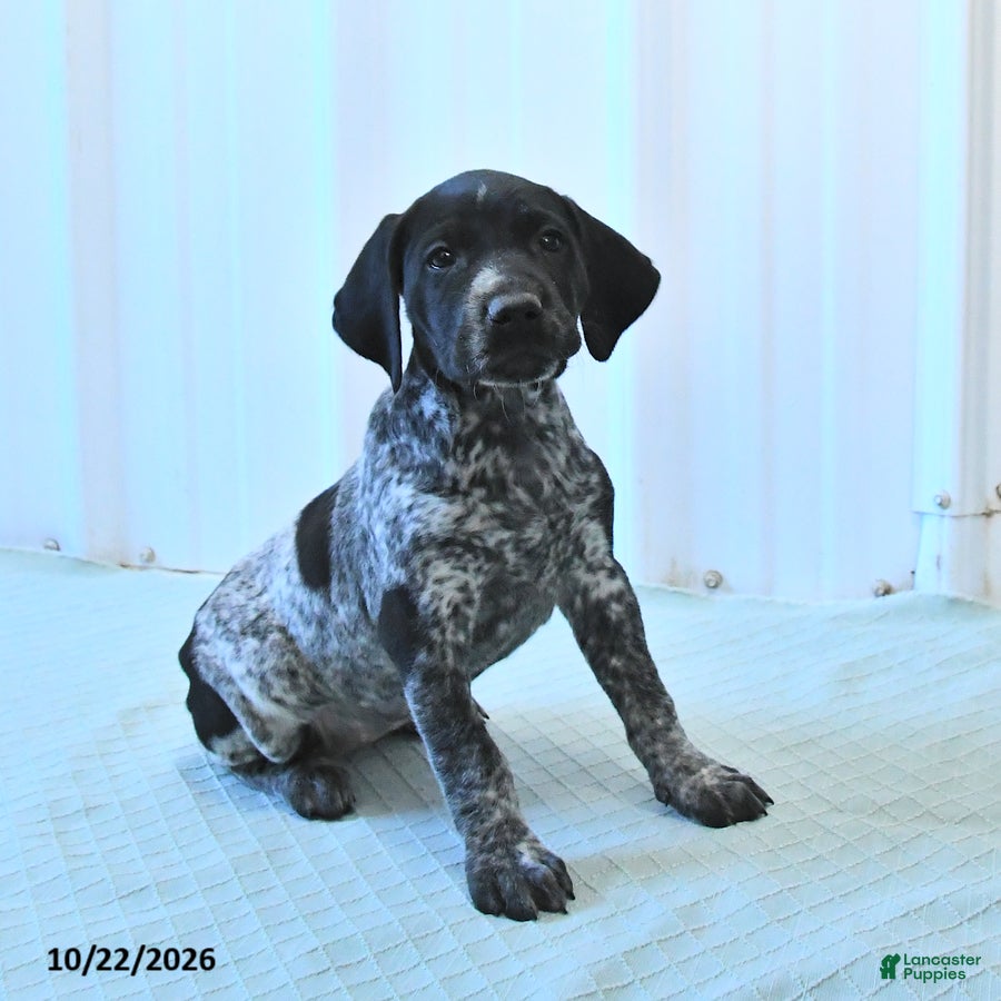 German Shorthaired Pointer dogs Crystal - Ad 1