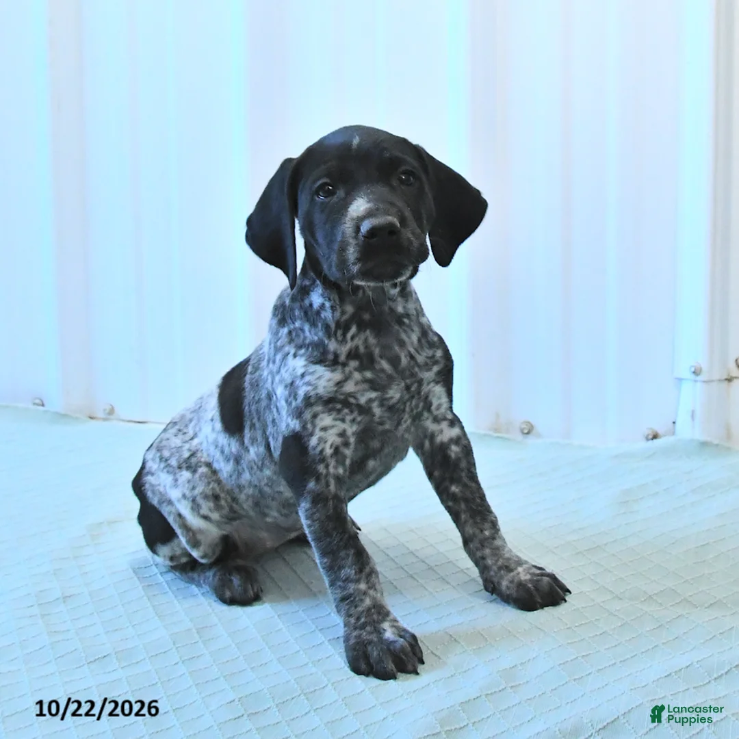 German Shorthaired Pointer dogs for sale: Crystal - Ad 1