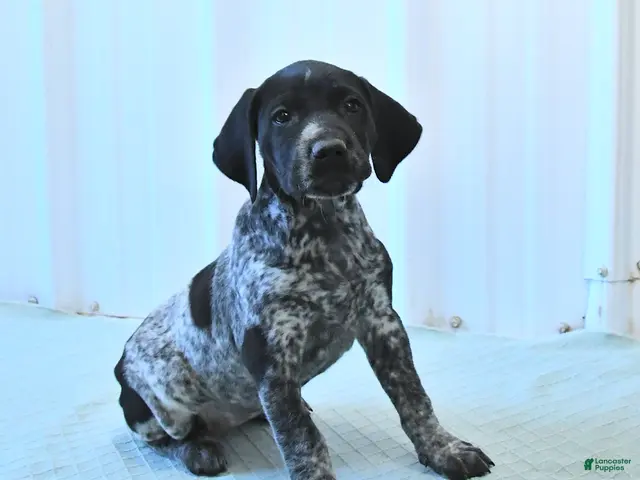 German Shorthaired Pointer dogs for sale: Crystal - Ad 1