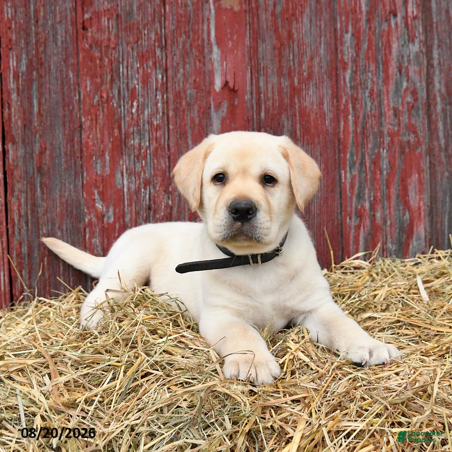 Labrador Retriever dogs Blake - Ad 1