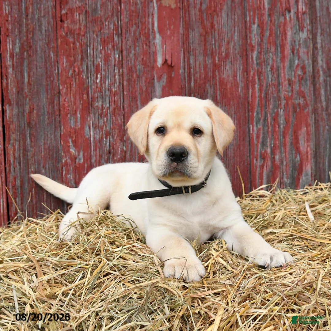 Labrador Retriever dogs for sale: Blake - Ad 1