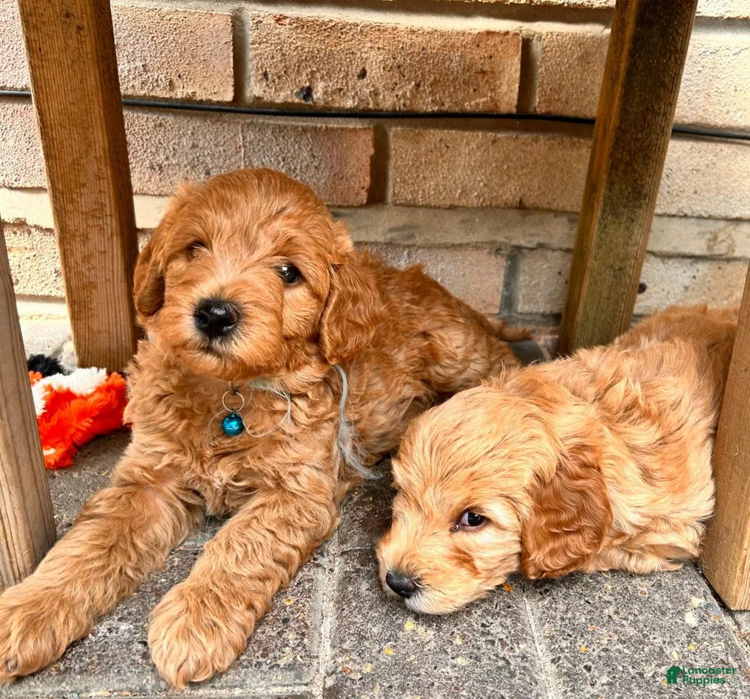 Cavapoo dogs for sale: Stella - Ad 19