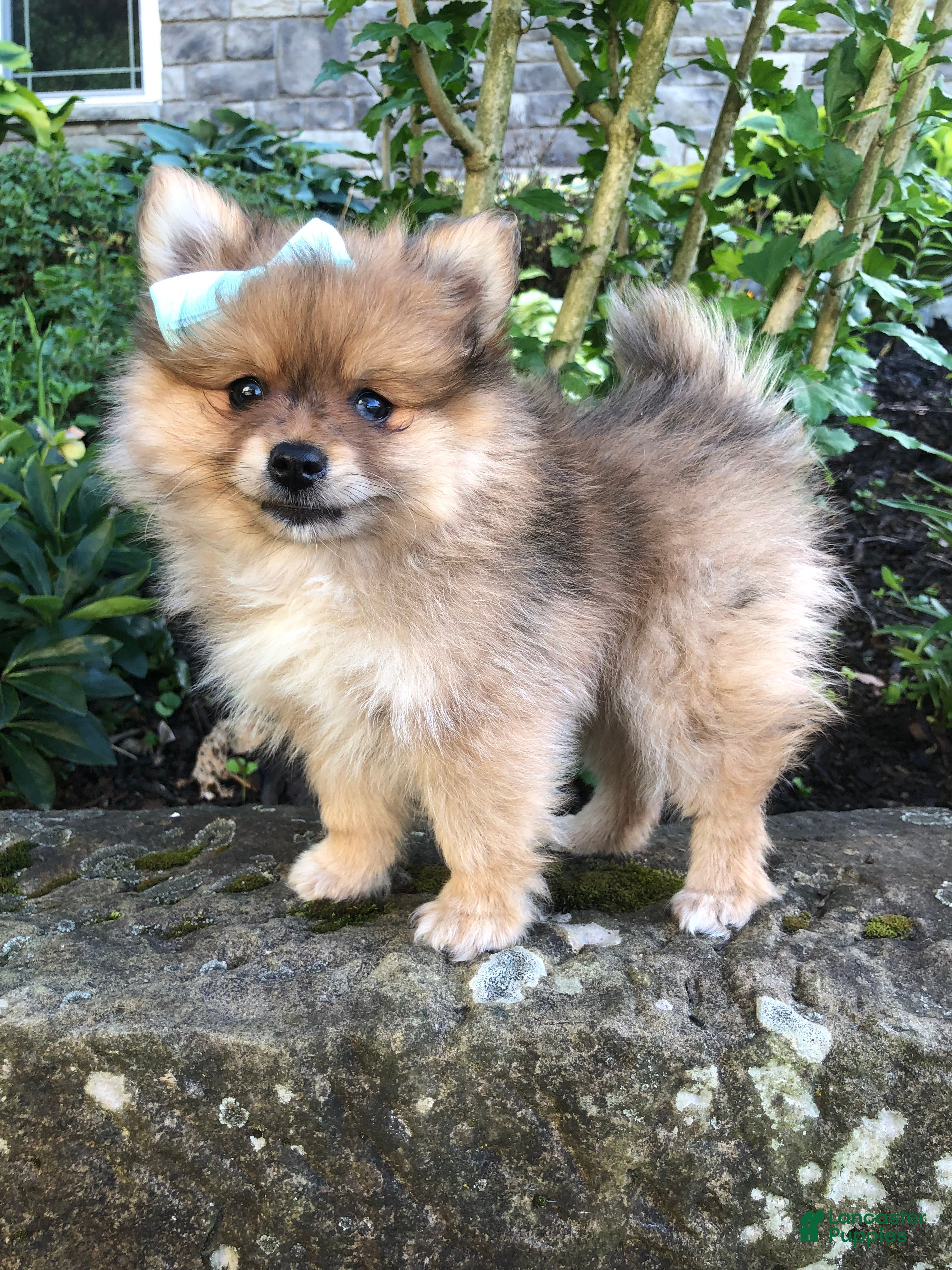 Pomeranian dogs Ollie - Ad 1