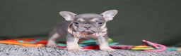 French Bulldog dogs for sale: Cora - Ad 6